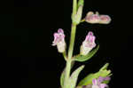 South Americn skullcap